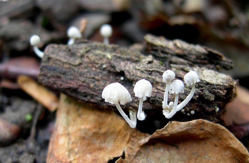 Mycena corynephora      Maas Geest.